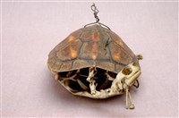 Chinese striped-neck turtle Collection Image, Figure 9, Total 13 Figures